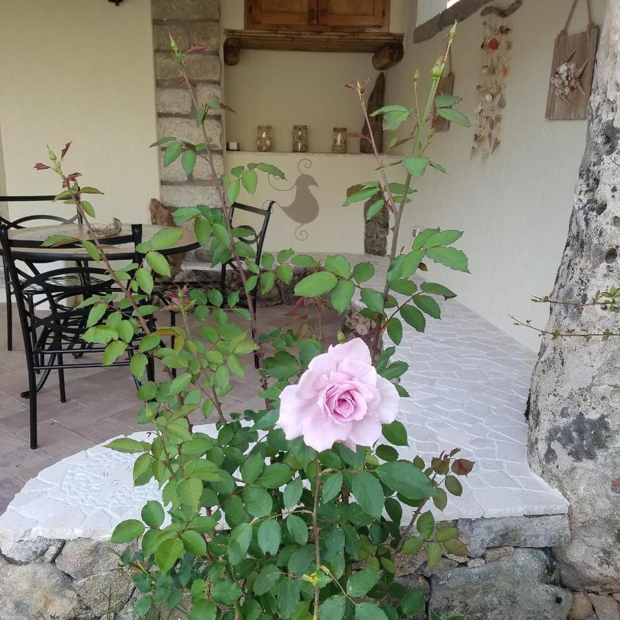 Nonna Pasqualina B&B Santa Teresa Gallura Exteriér fotografie